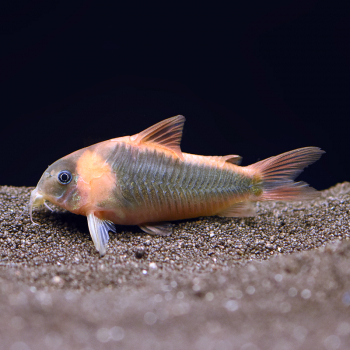 Dreiecks Panzerwels, Corydoras eques